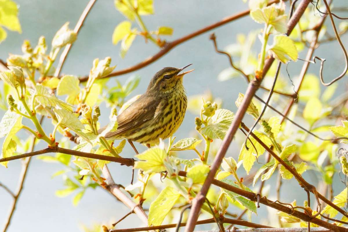 Northern Waterthrush - ML570065301