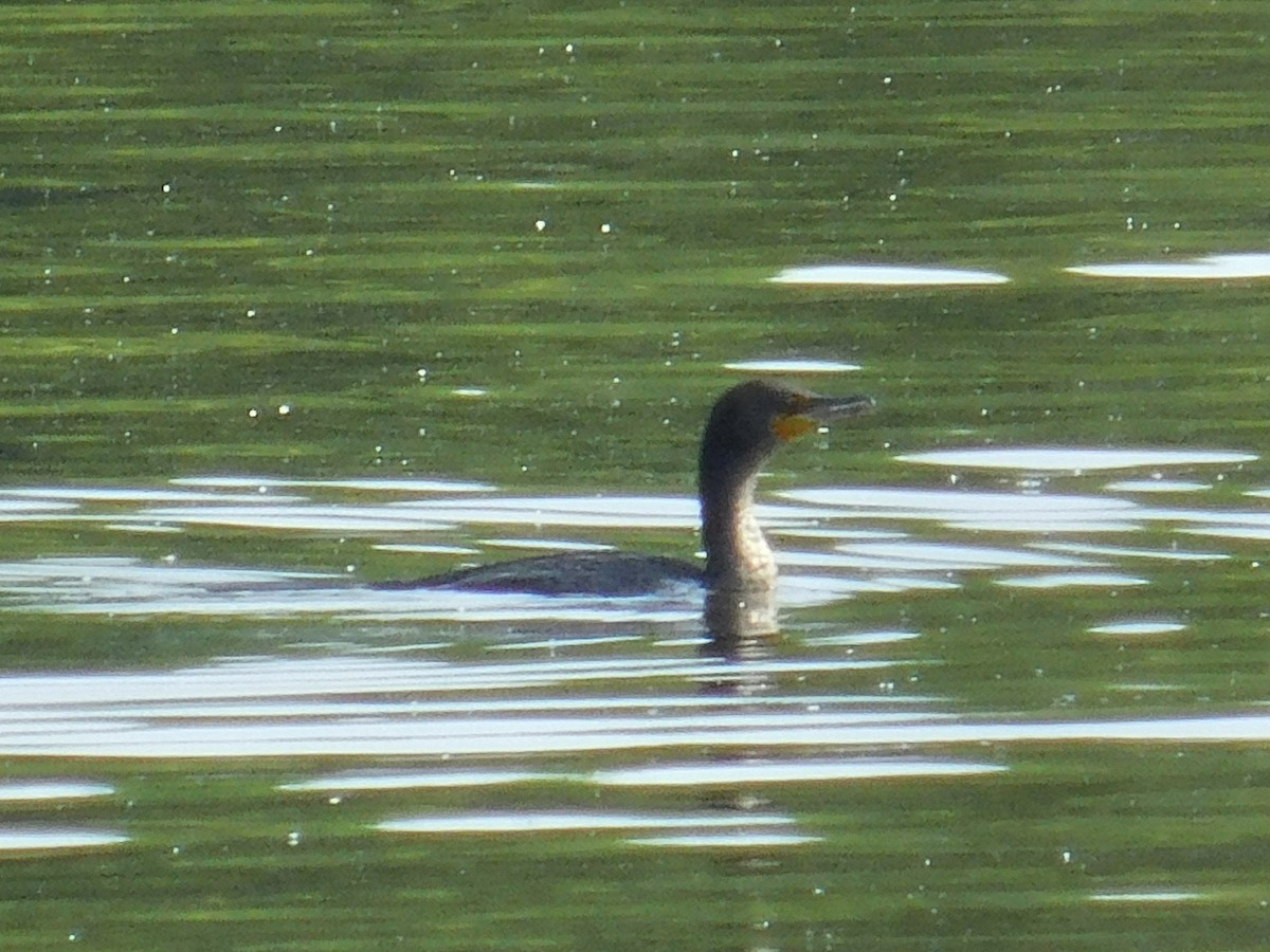 Double-crested Cormorant - ML570065671