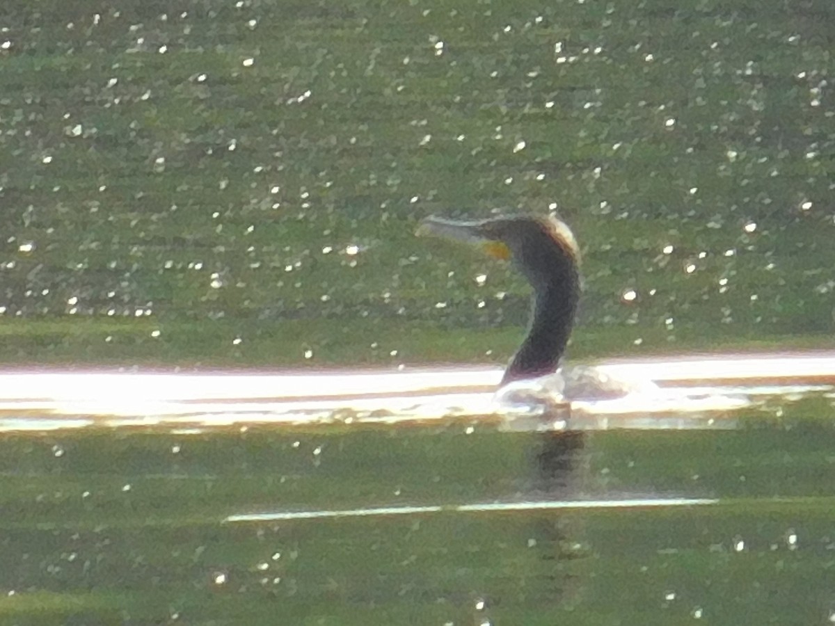 Double-crested Cormorant - ML570065681