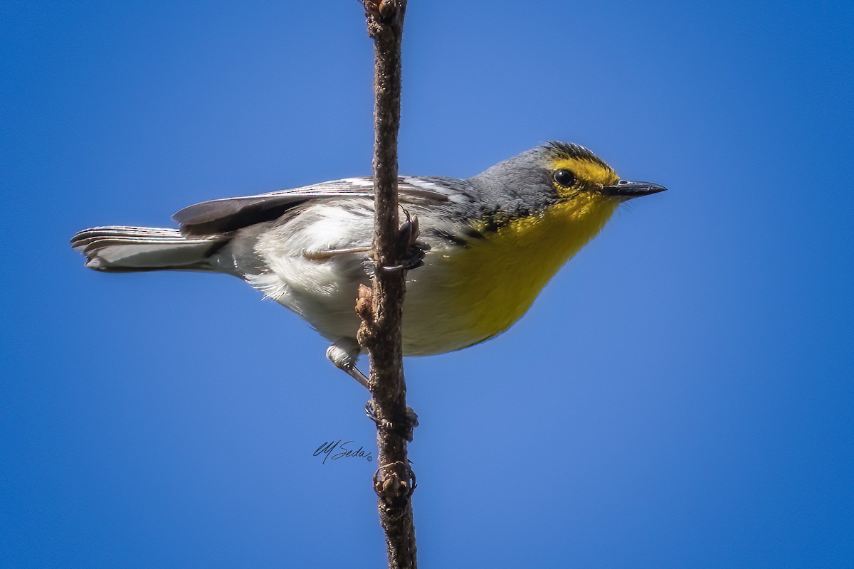 Grace's Warbler - ML570065861