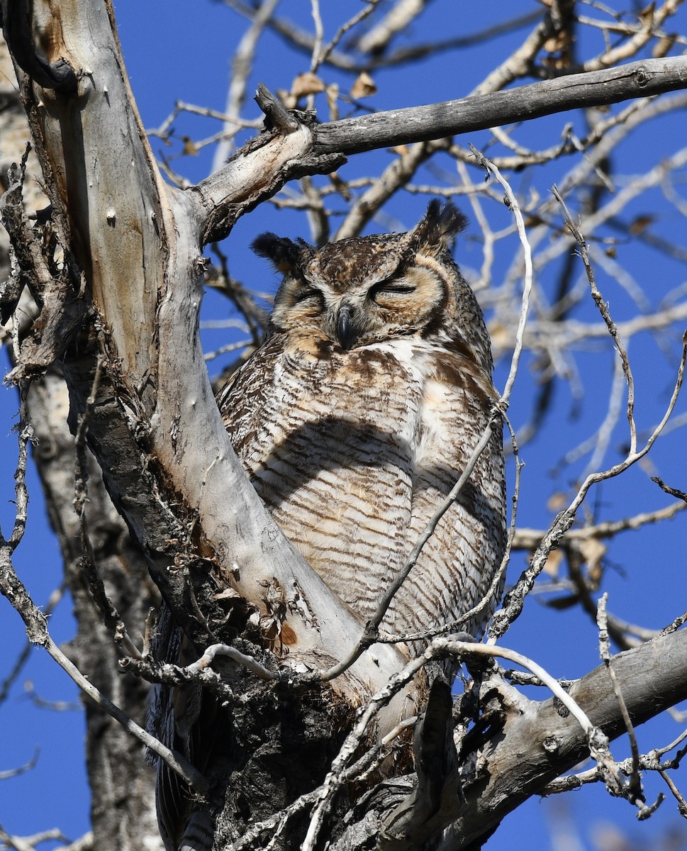 Great Horned Owl - Josh Bruening
