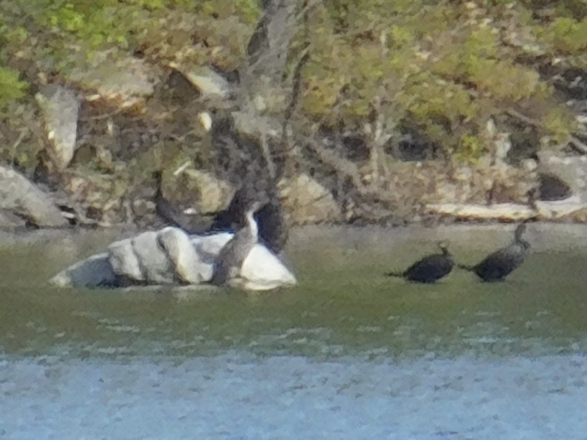 tanımsız Phalacrocoracidae sp. - ML570065951