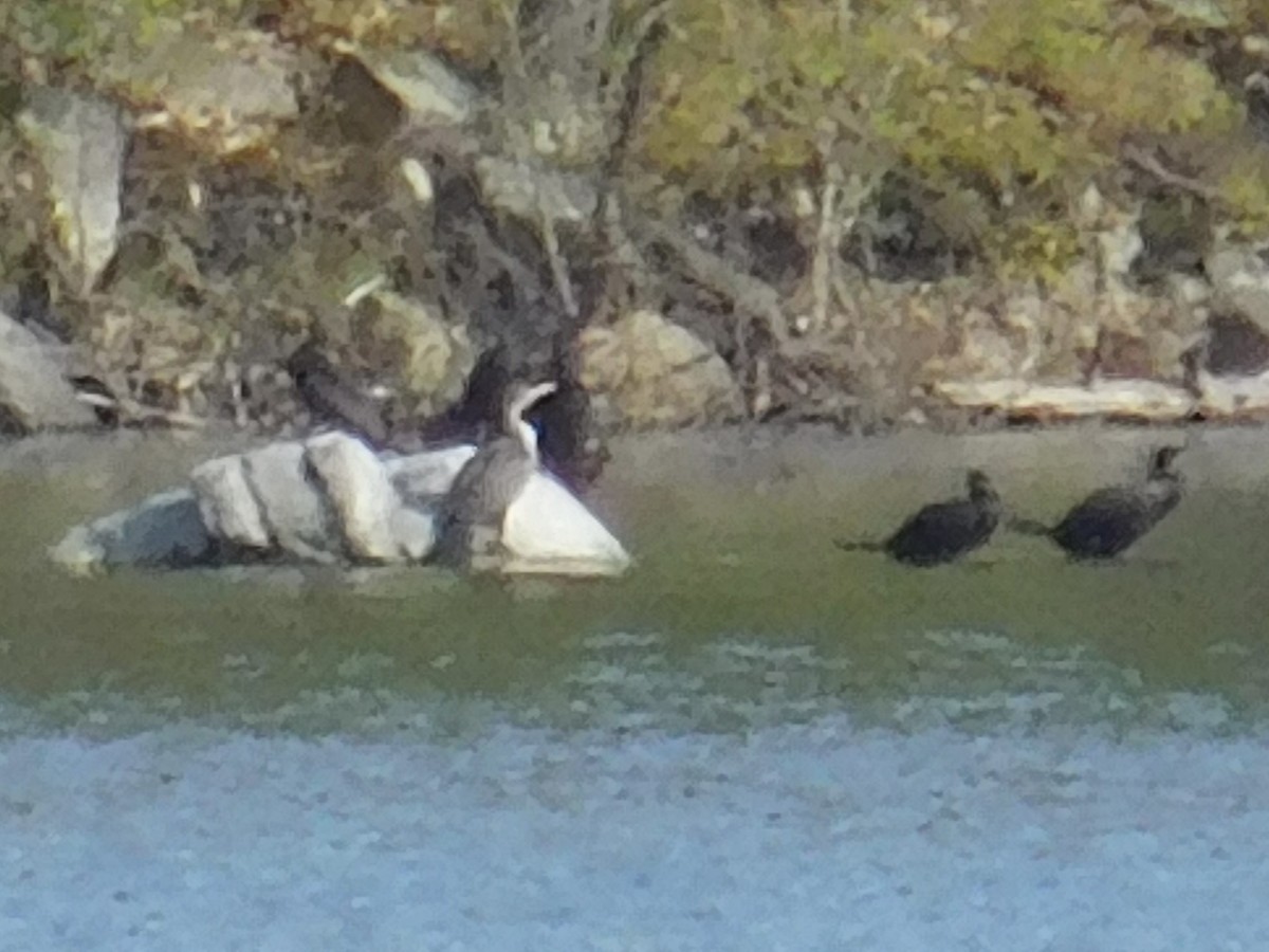 tanımsız Phalacrocoracidae sp. - ML570066131