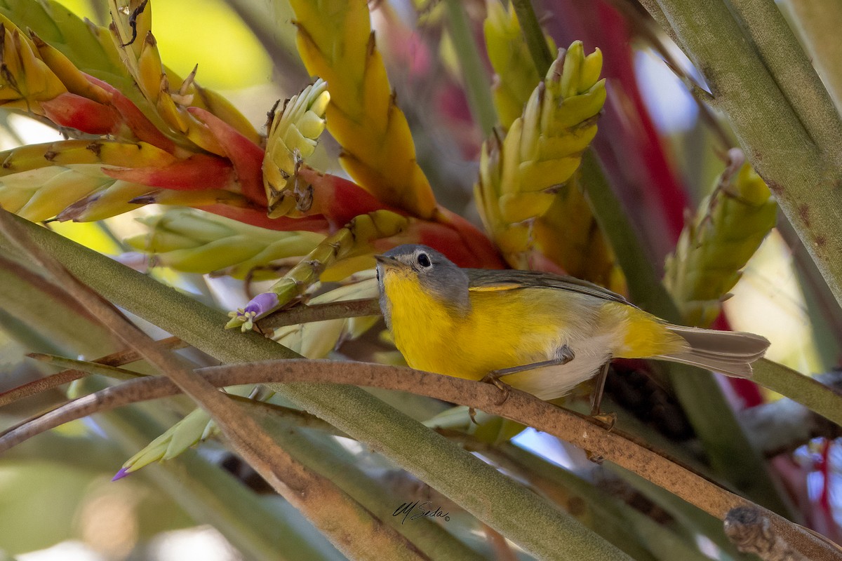 Nashville Warbler - ML570066591