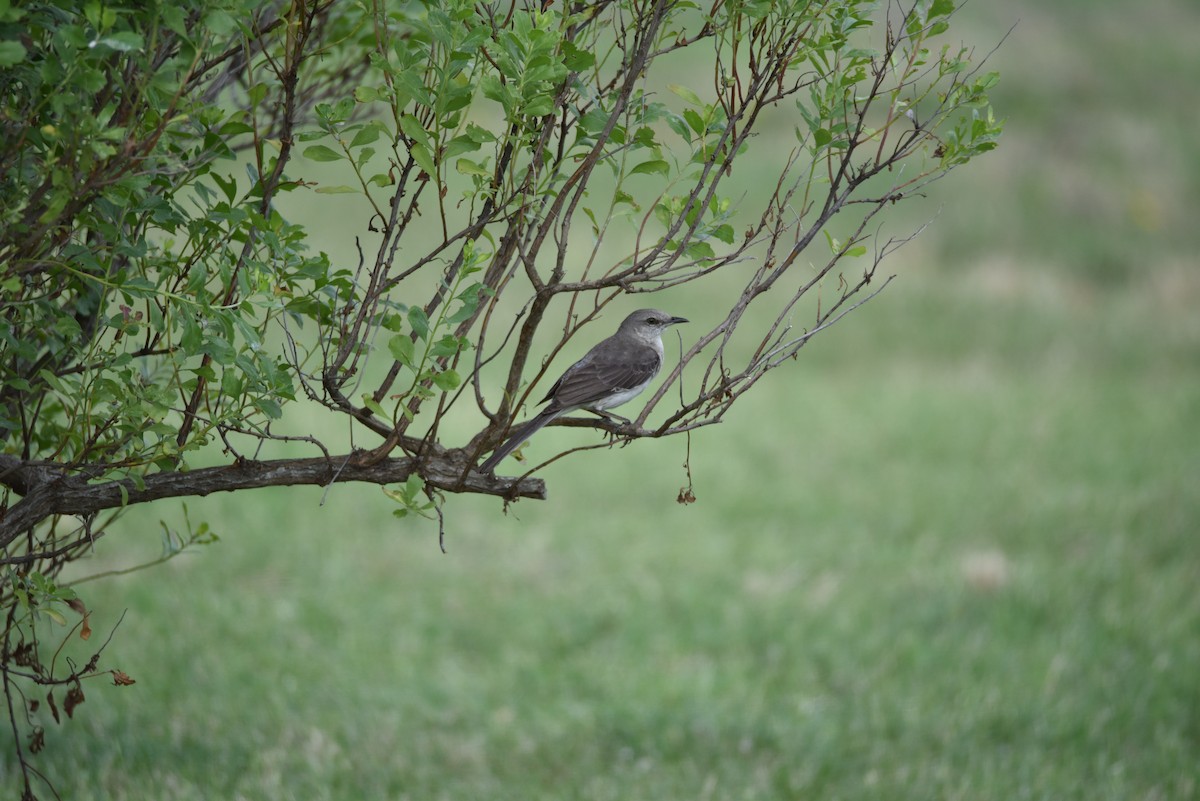 Northern Mockingbird - Joseph Mittura