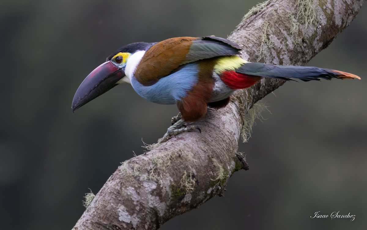 Black-billed Mountain-Toucan - Isaac Sanchez