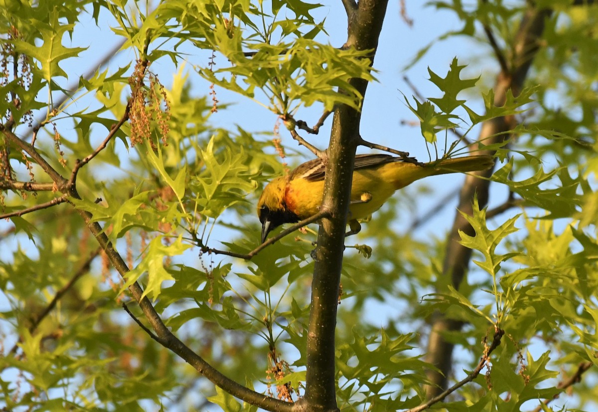Orchard Oriole - ML570068691
