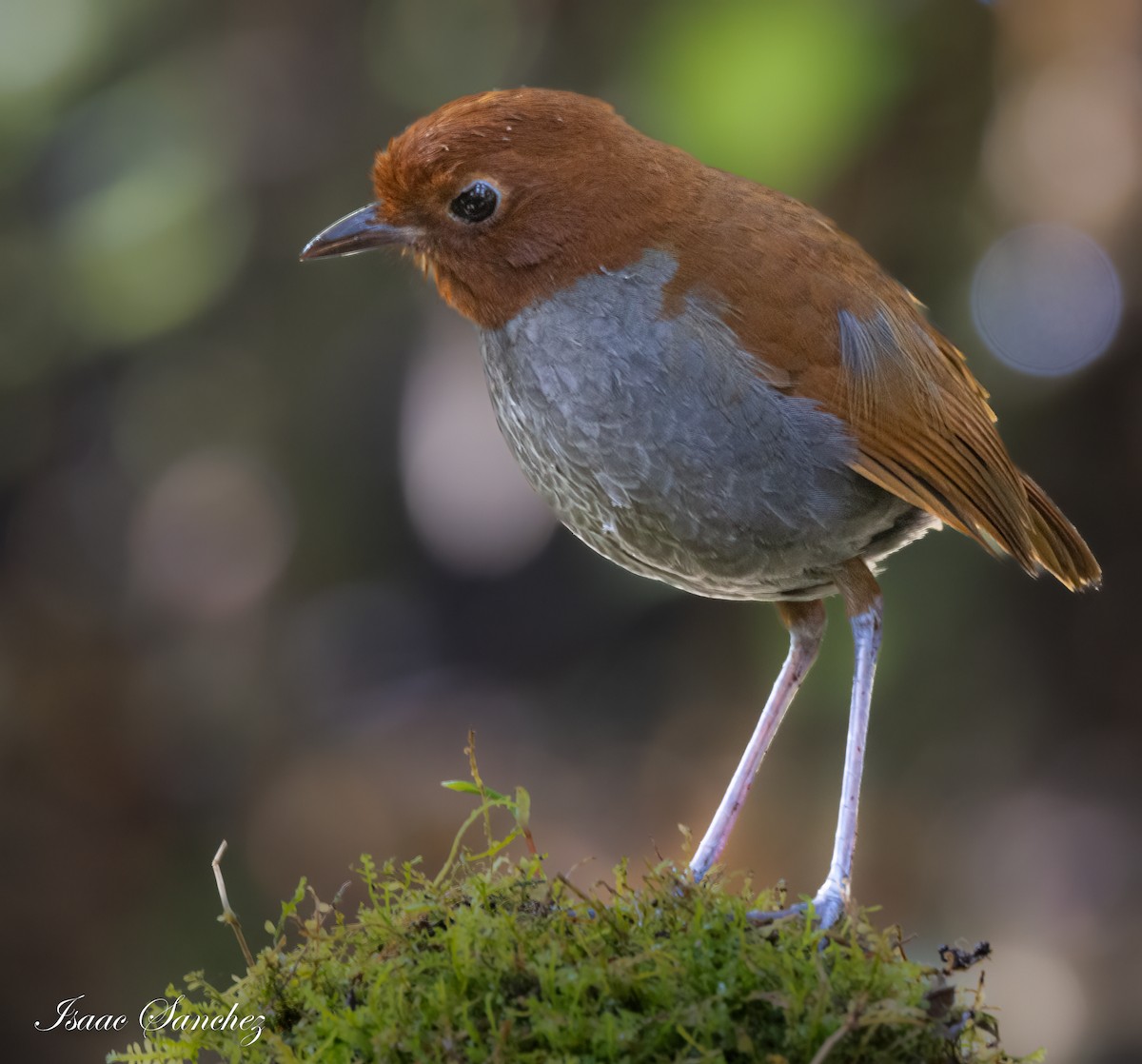 Bicolored Antpitta - Isaac Sanchez