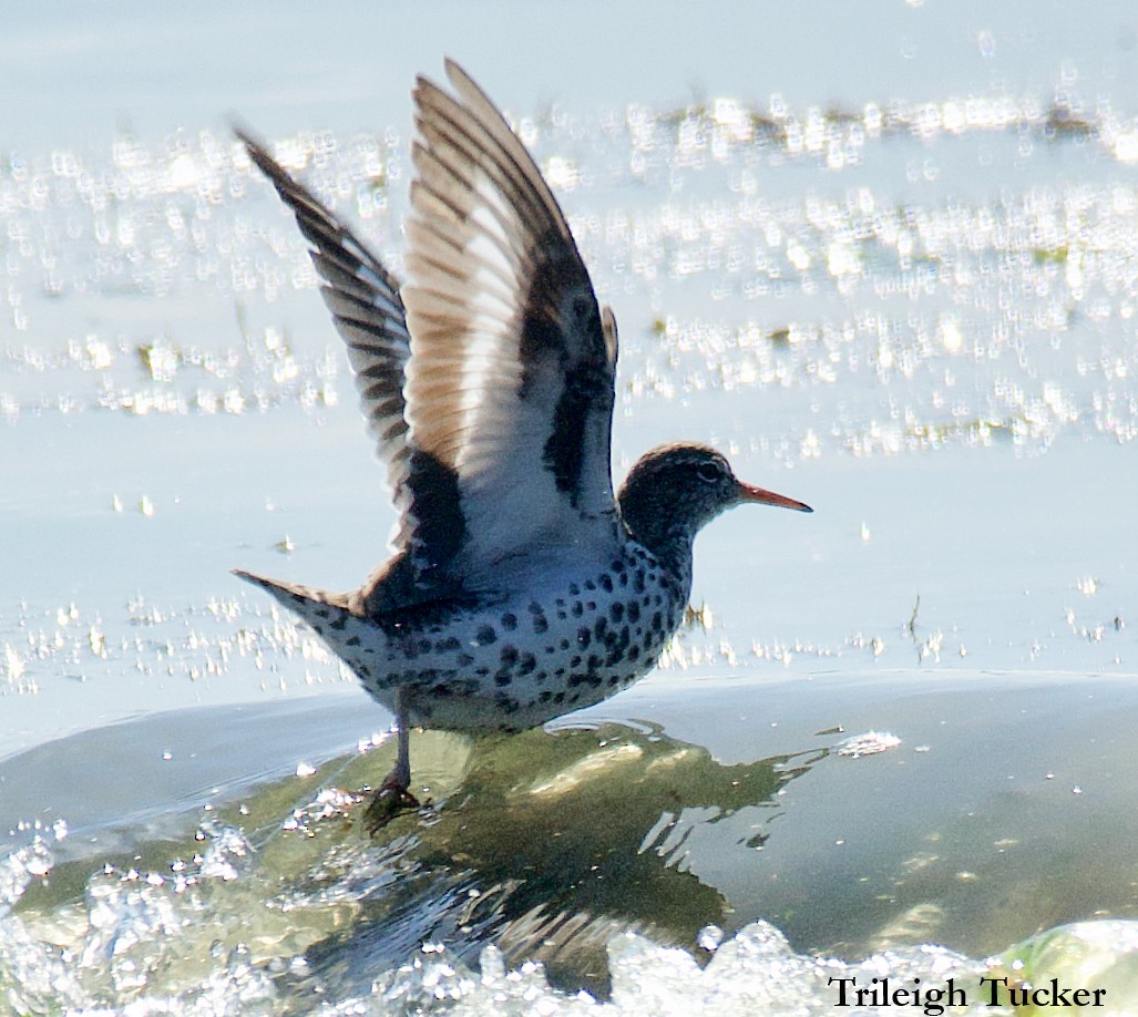 Spotted Sandpiper - ML570069611