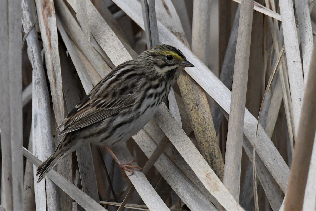 Savannah Sparrow - ML570069631