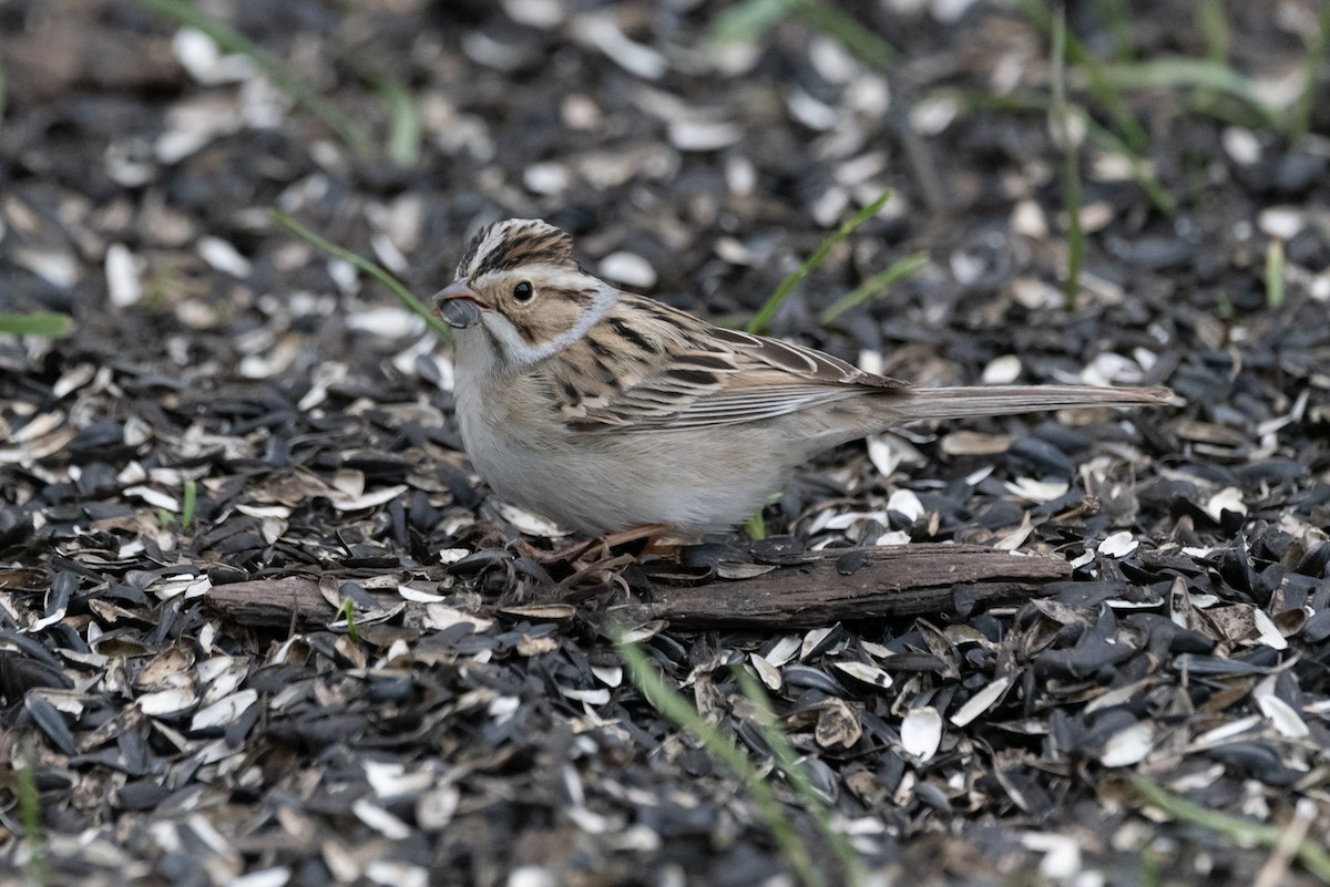 Clay-colored Sparrow - ML570070541