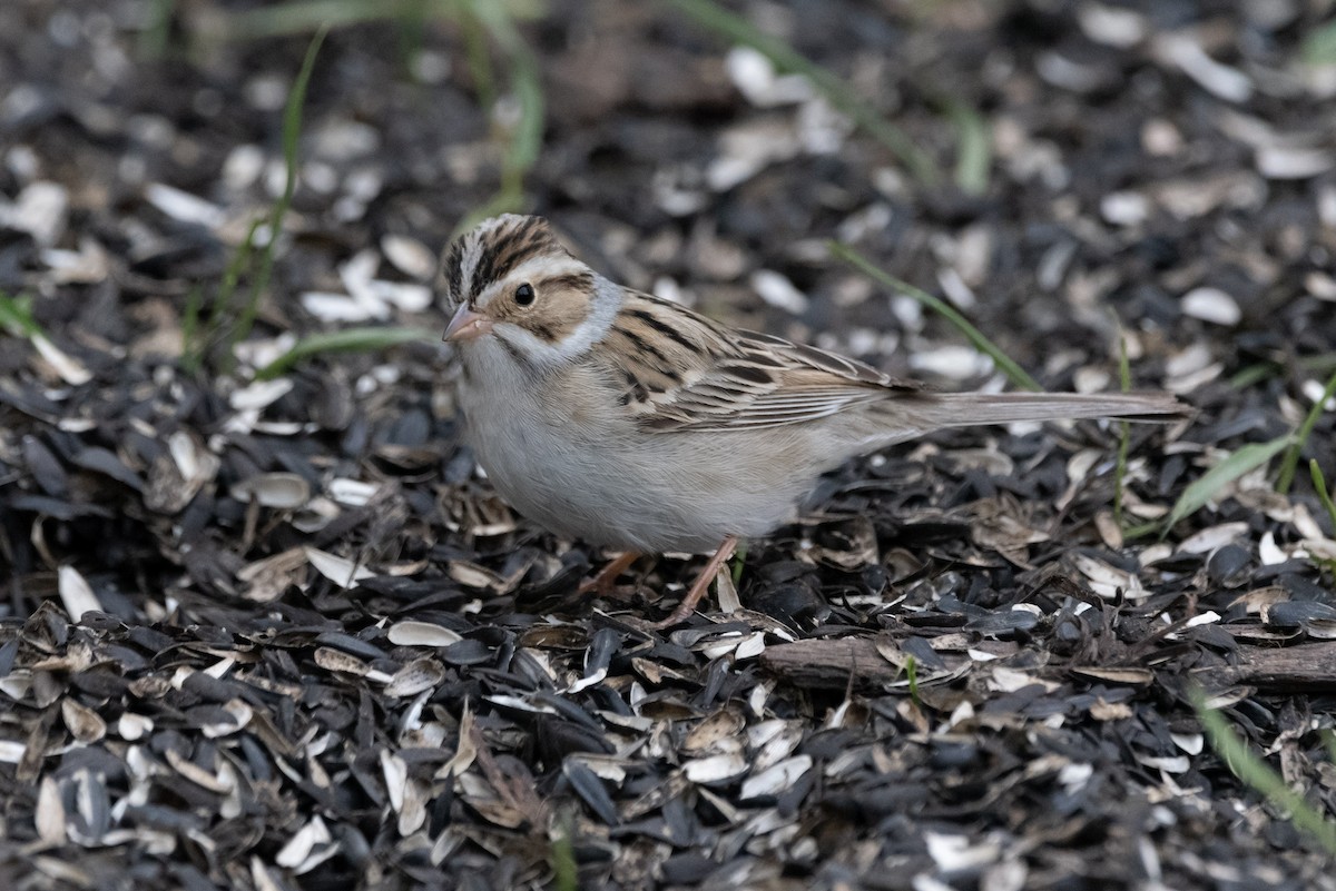 Clay-colored Sparrow - ML570070551