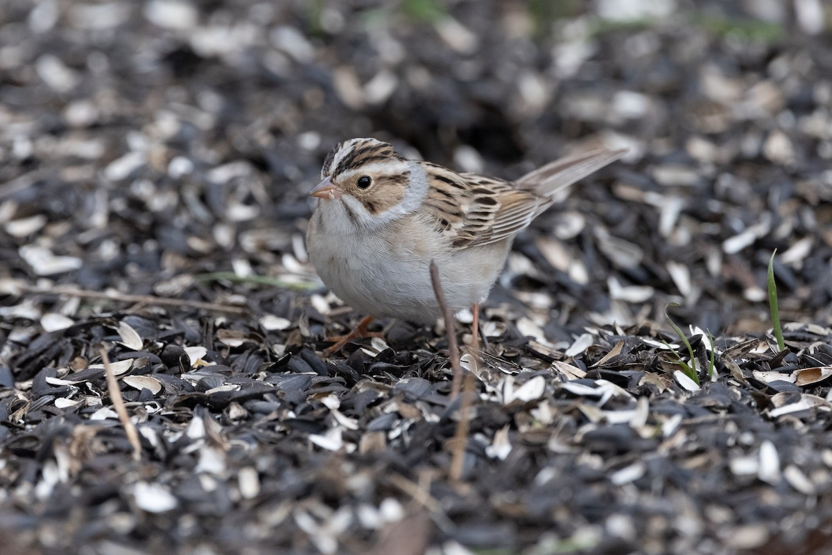 Clay-colored Sparrow - ML570070571