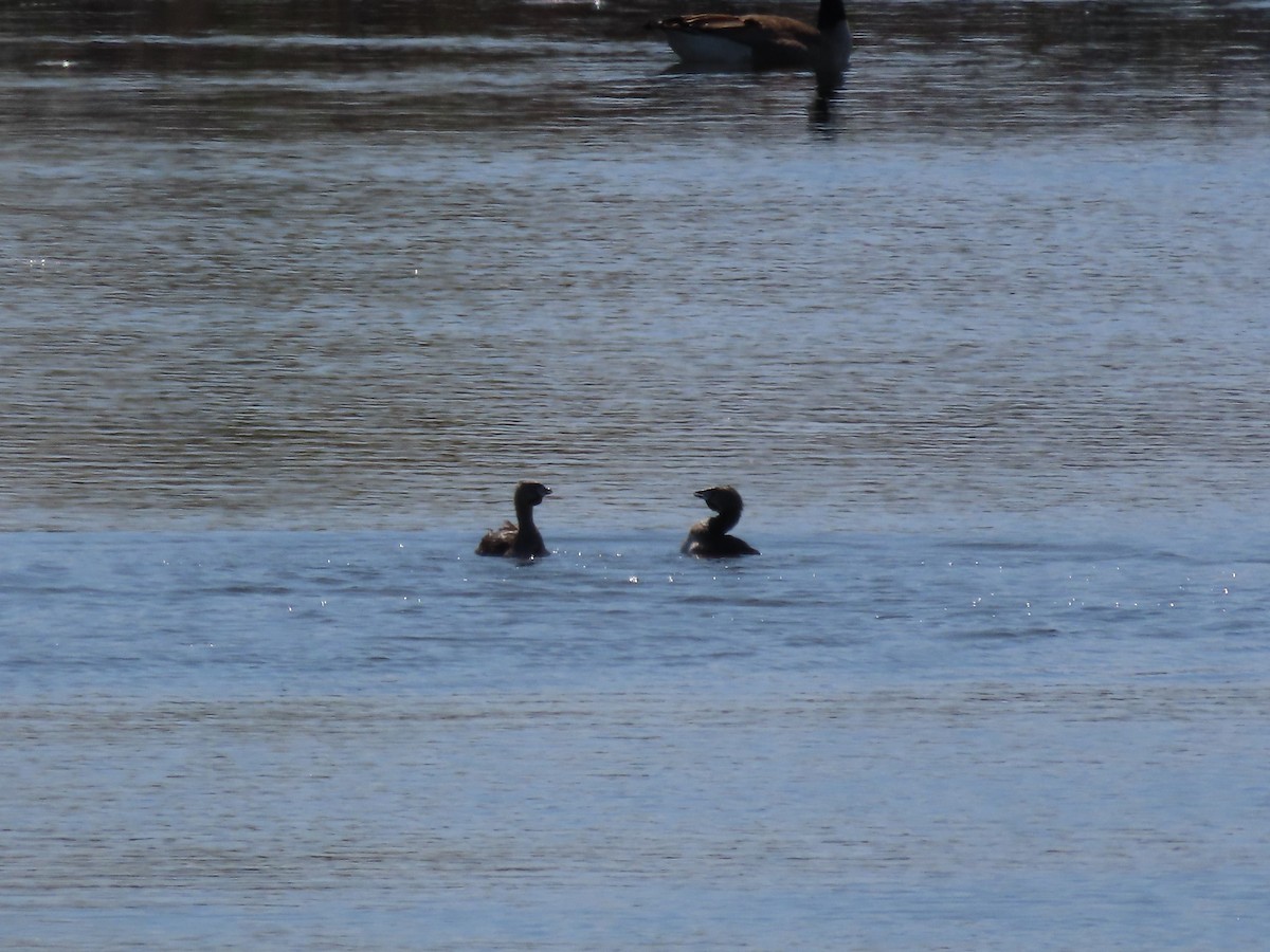 Pied-billed Grebe - David and Regan Goodyear