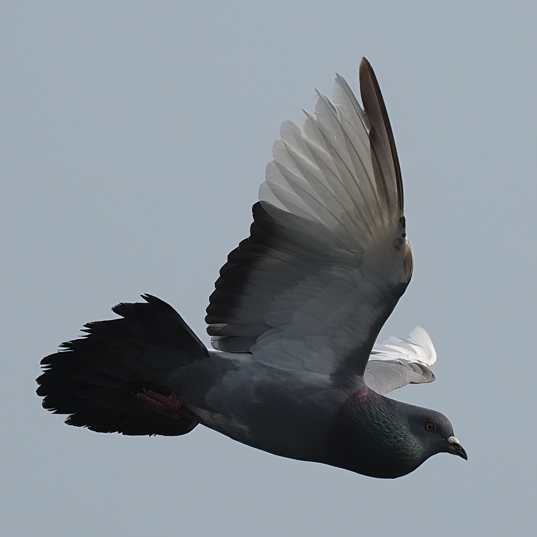 Rock Pigeon (Feral Pigeon) - ML570071571