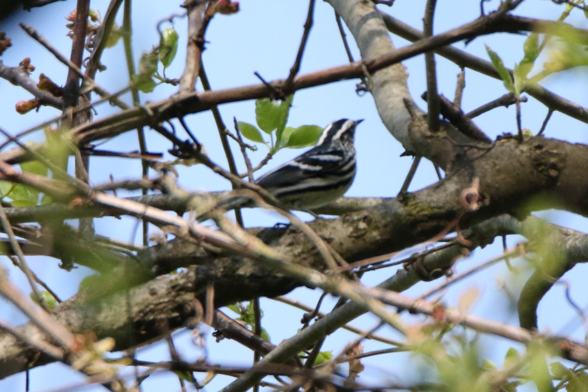 Black-and-white Warbler - ML570072791