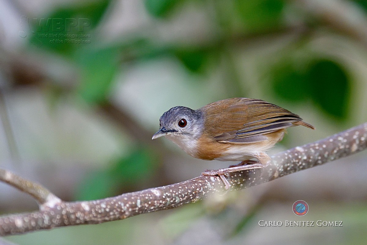 Ashy-headed Babbler - carlo gomez