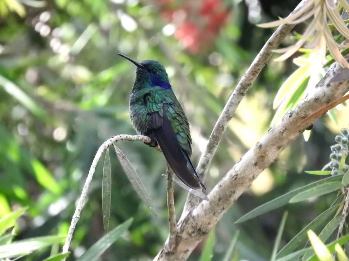 kolibřík modrouchý - ML570075161