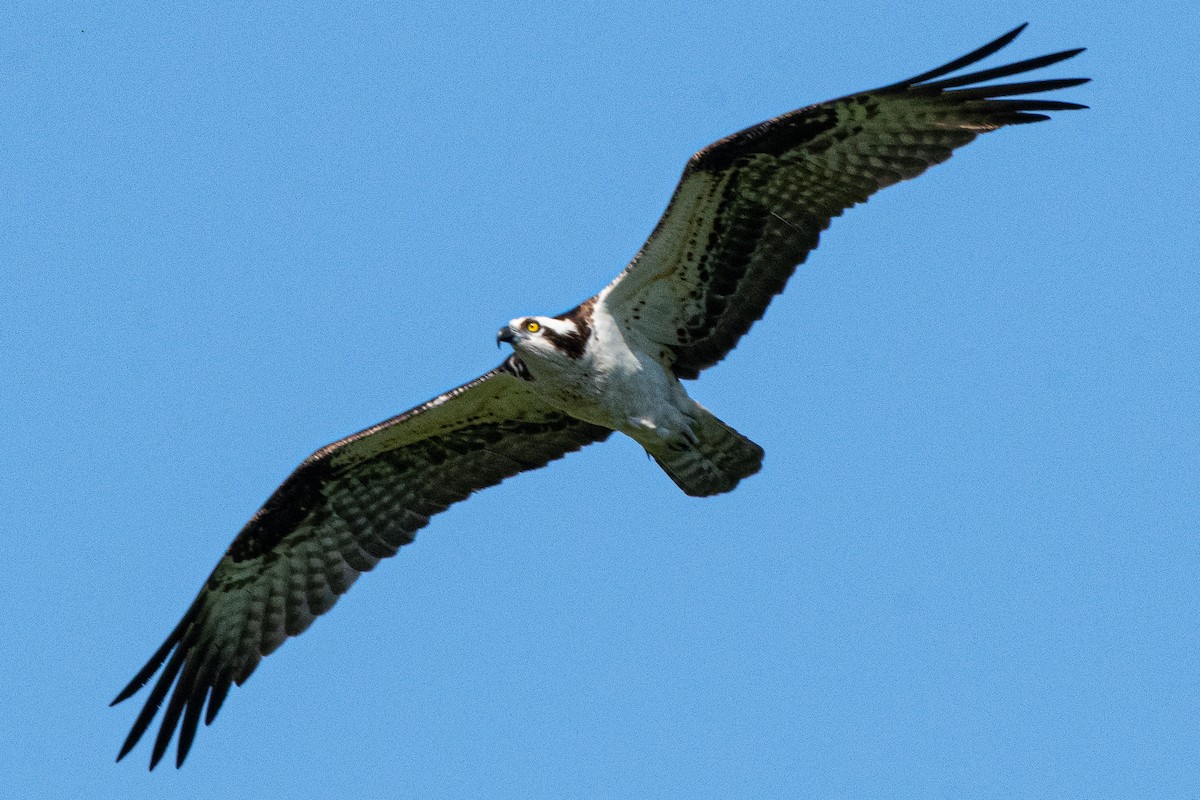 Osprey - ML570077681