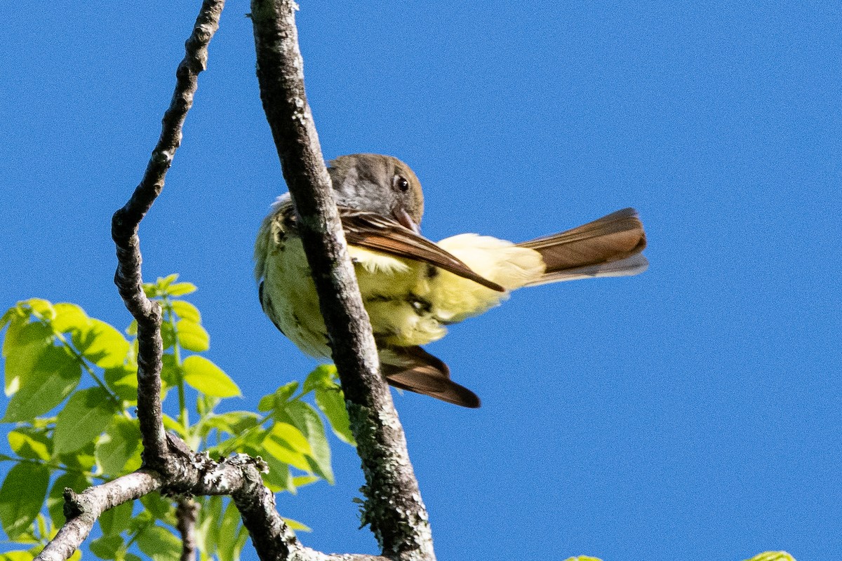 Great Crested Flycatcher - Mike Winck