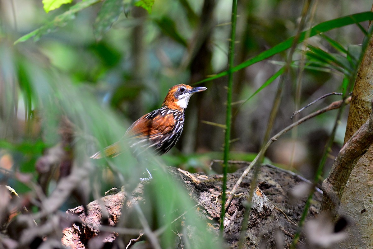 Falcated Wren-Babbler - ML57007821