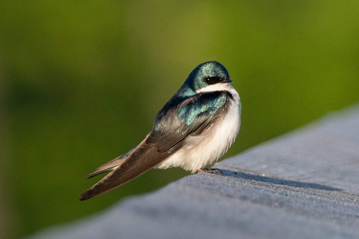 Tree Swallow - ML570078461