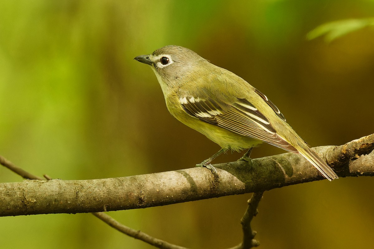 Blue-headed Vireo - ML570079611