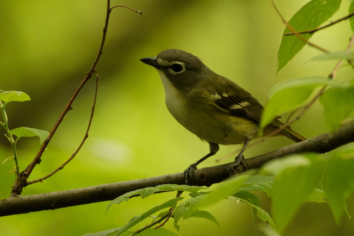 Mavi Başlı Vireo - ML570079621