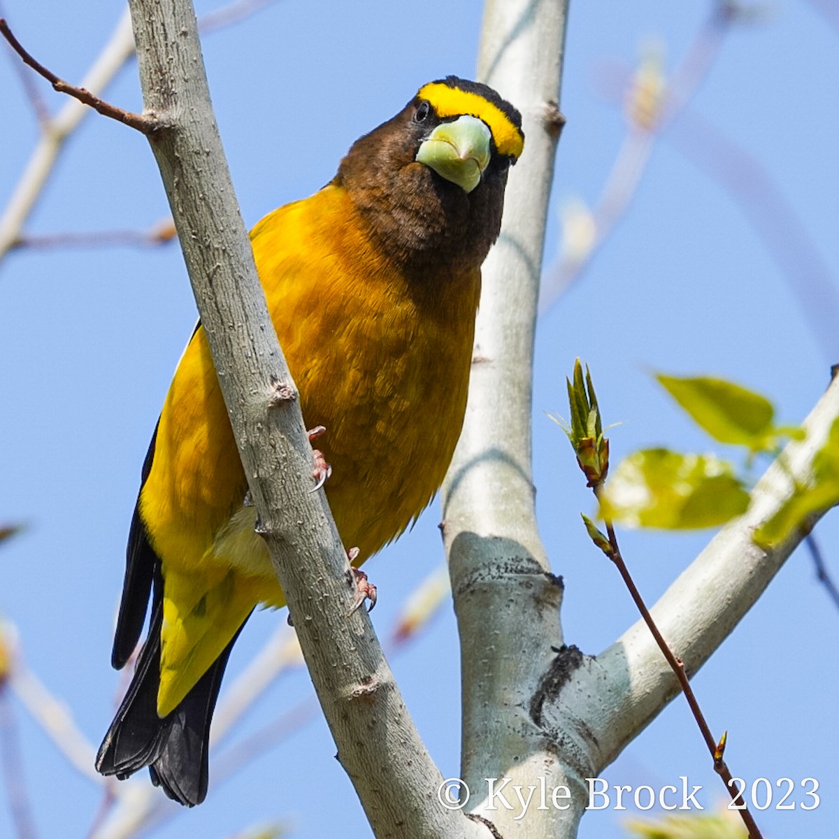 Evening Grosbeak - Kyle Brock