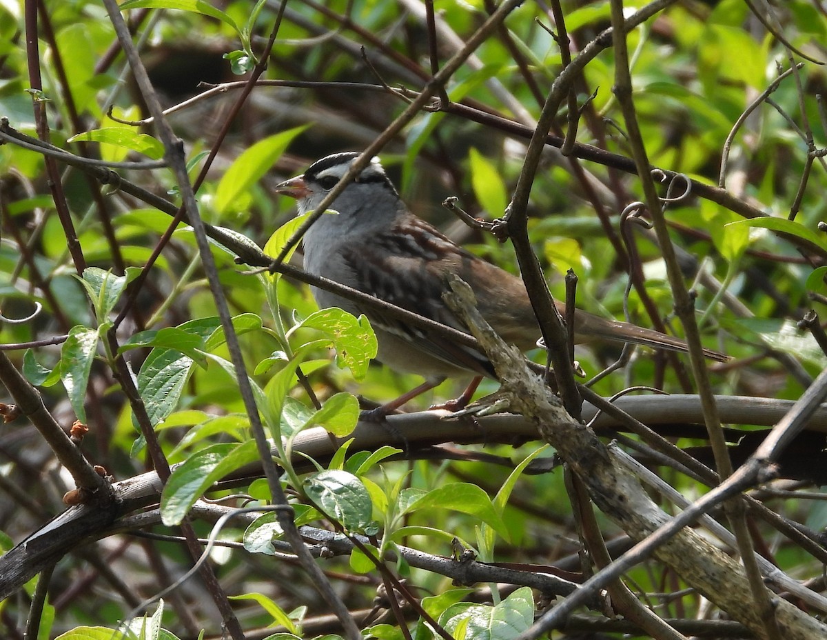 White-crowned Sparrow - ML570080821