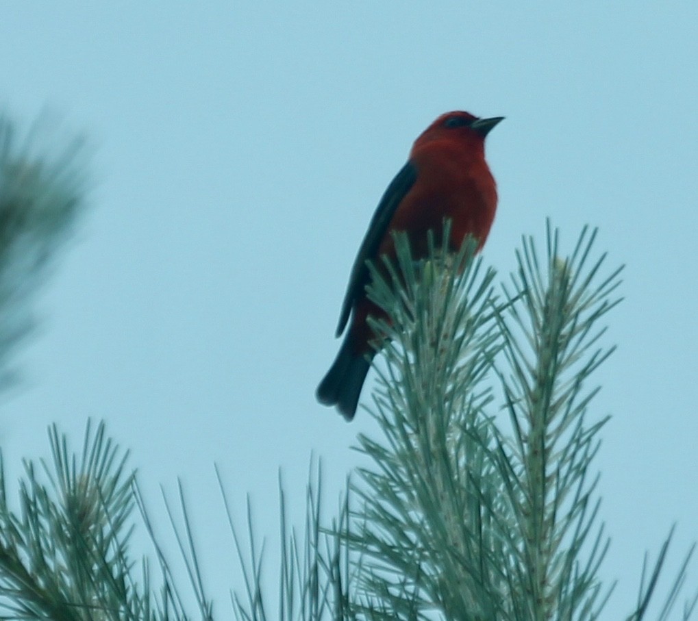 Scarlet Tanager - ML57008241