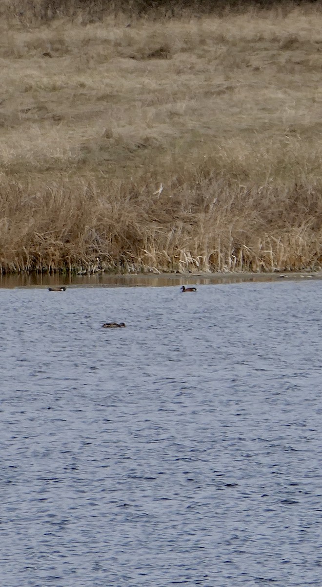 Blue-winged x Cinnamon Teal (hybrid) - ML570083711