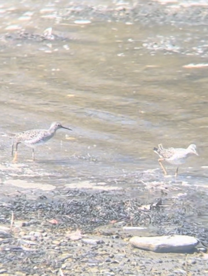 Greater Yellowlegs - ML570083811