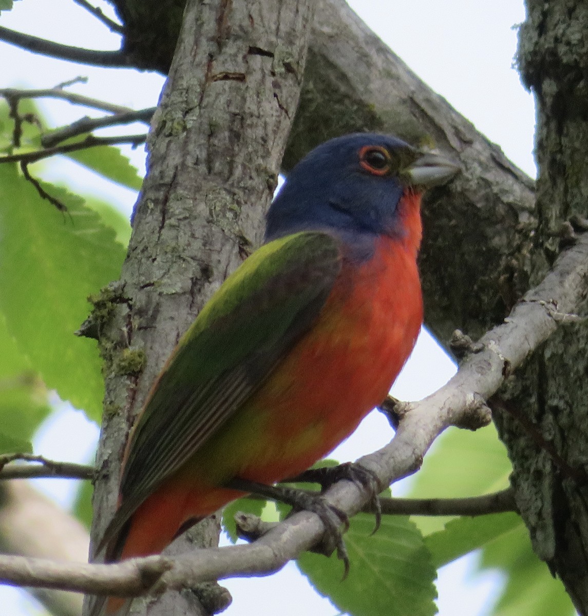 Painted Bunting - ML570085001