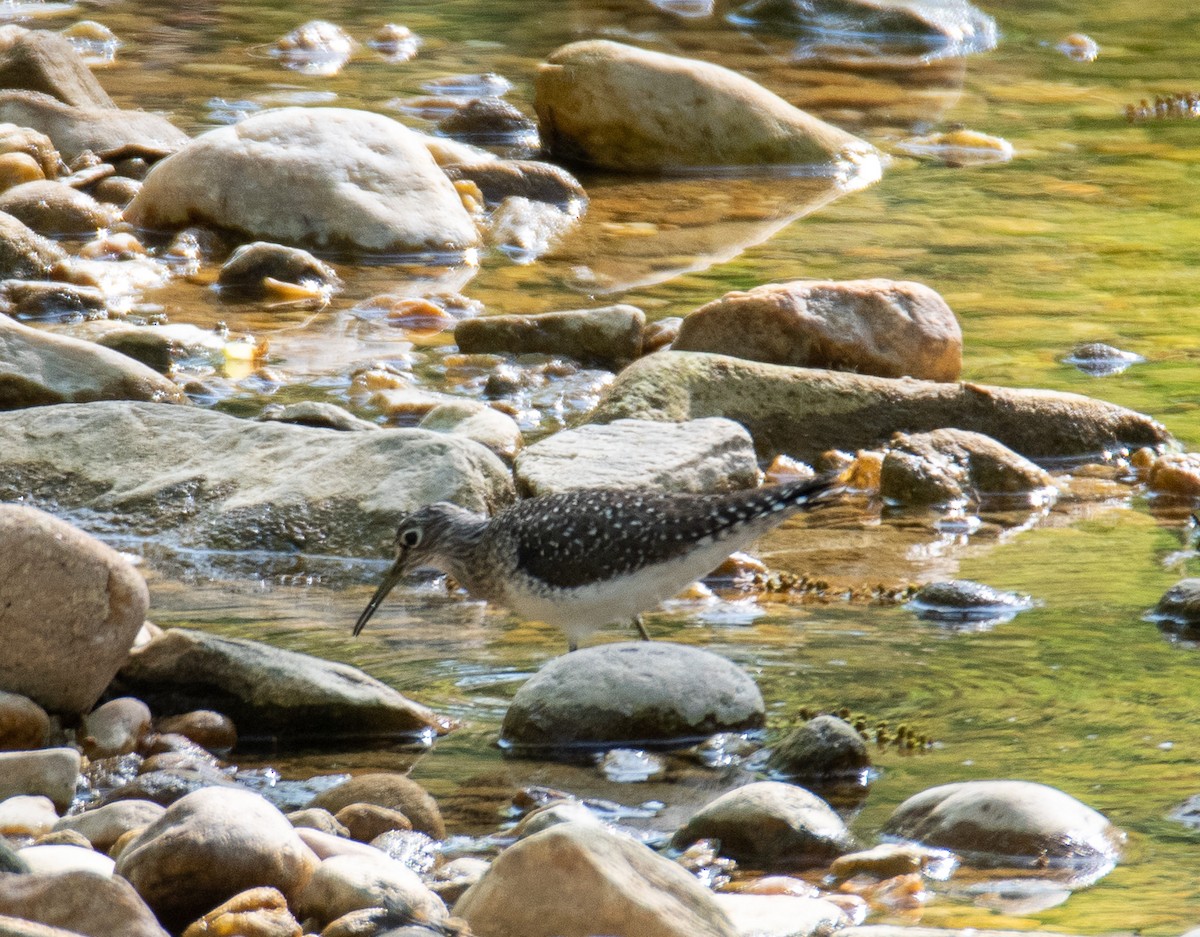 Solitary Sandpiper - ML570085471