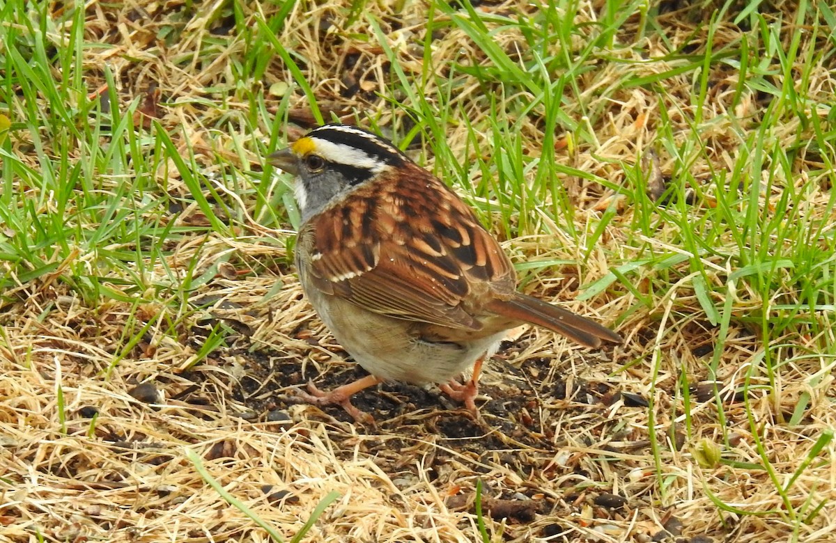 White-throated Sparrow - ML570087271