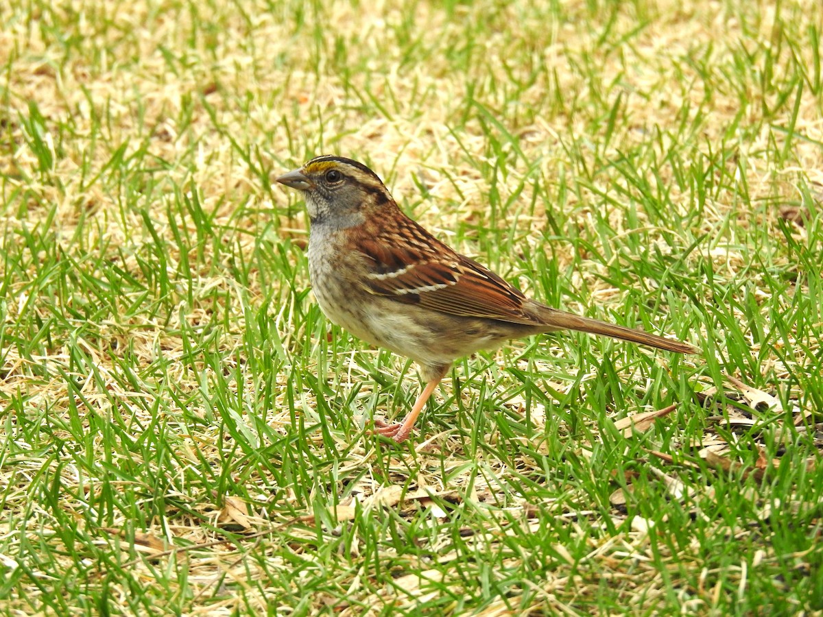 White-throated Sparrow - ML570087351