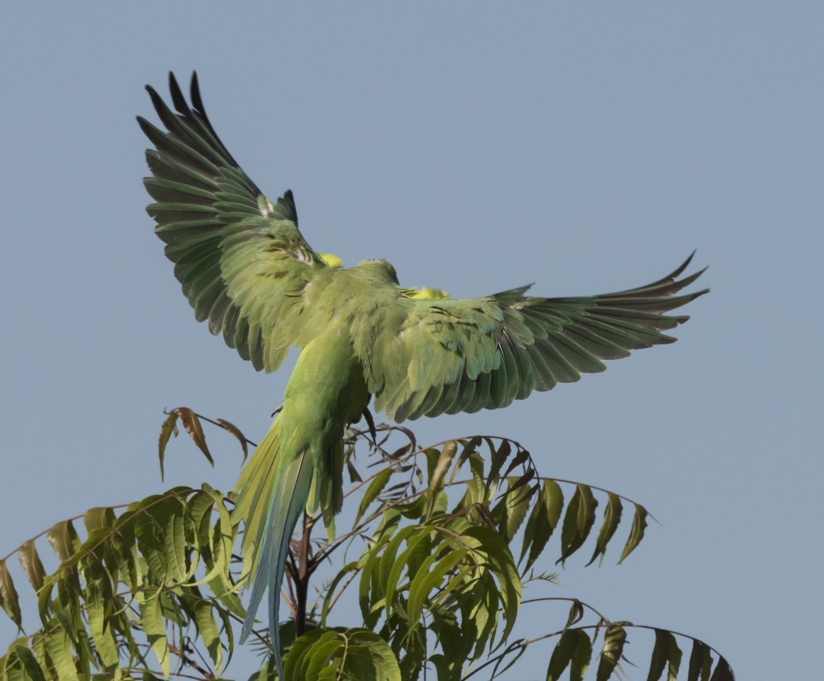 Rose-ringed Parakeet - ML570087431