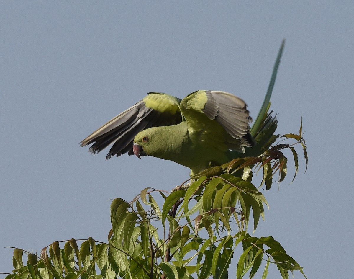 Rose-ringed Parakeet - ML570087441