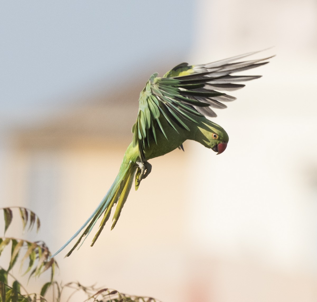 Rose-ringed Parakeet - ML570087451