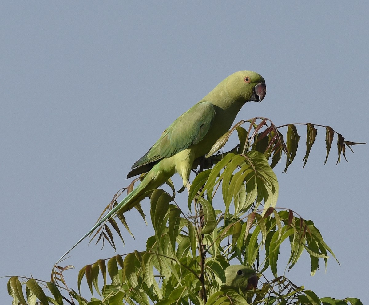 Rose-ringed Parakeet - ML570087471