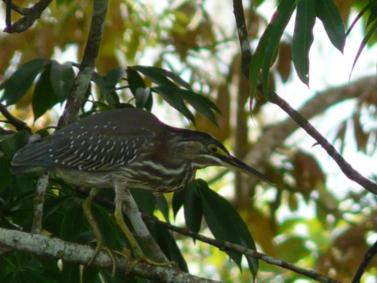 Striated Heron - ML570089171