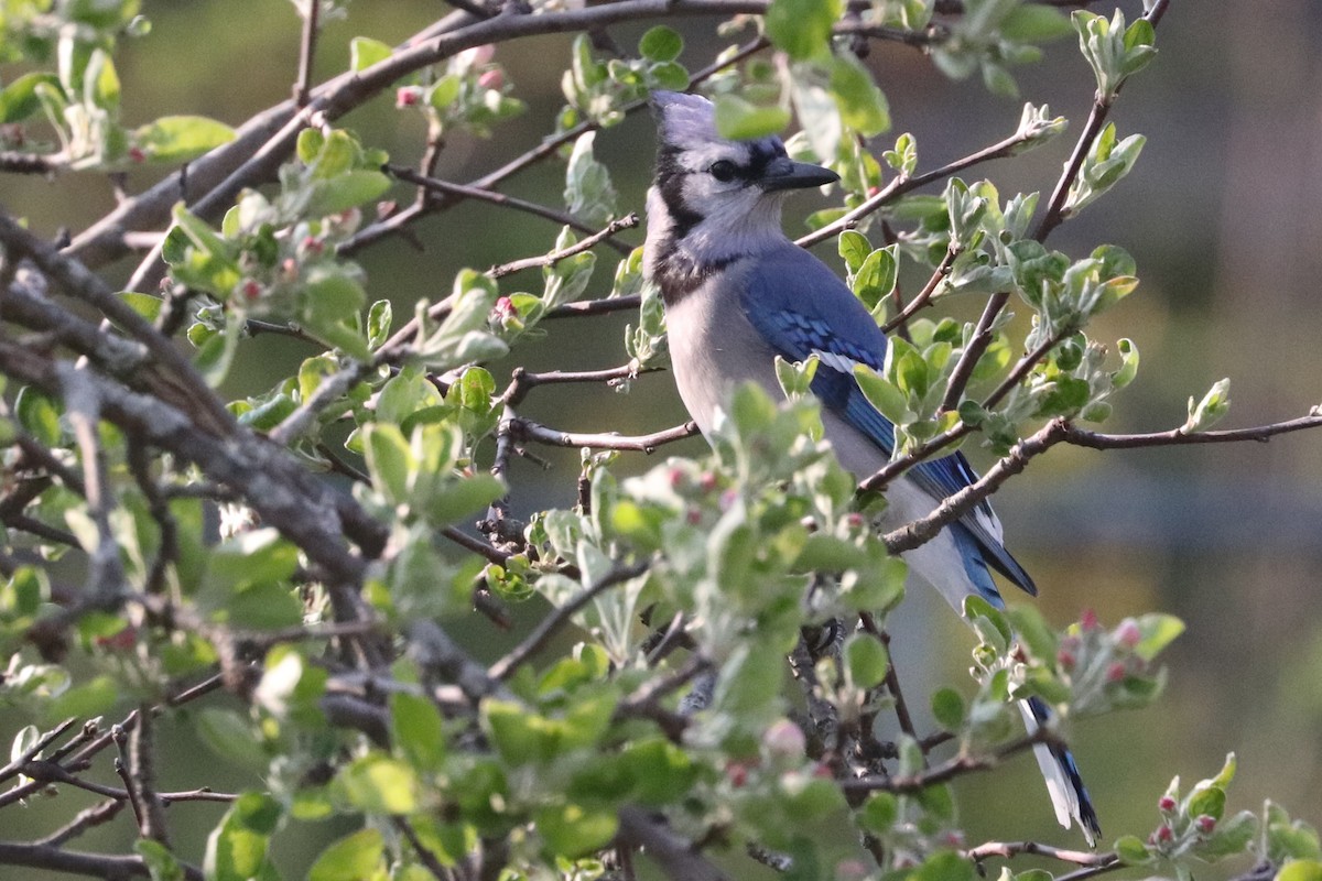 Blue Jay - ML570090221