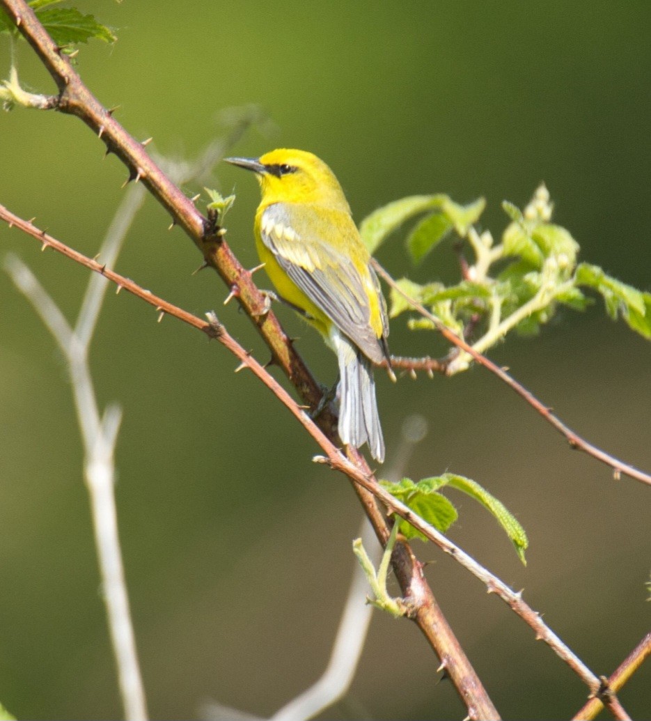 Blue-winged Warbler - ML570090391