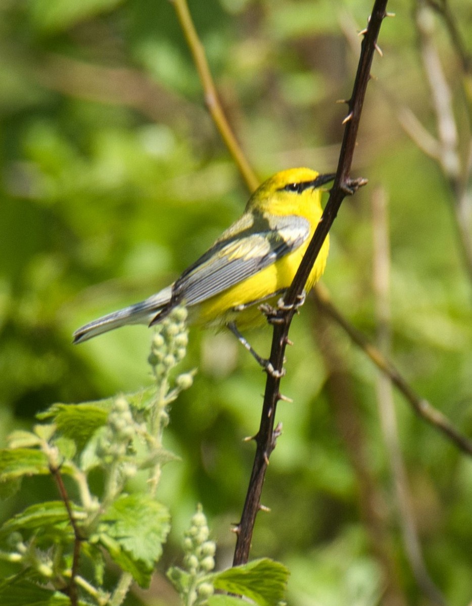 Blue-winged Warbler - ML570090411