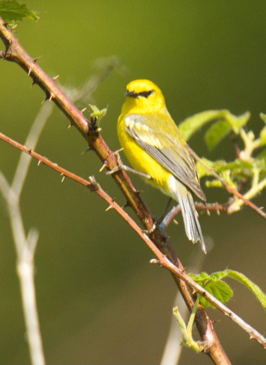 Blue-winged Warbler - Knarr Dan