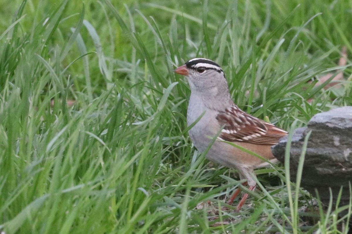 White-crowned Sparrow - Jennifer Murphy
