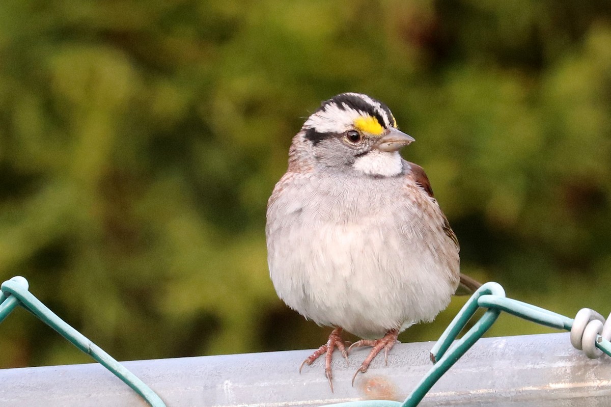 White-throated Sparrow - Jennifer Murphy