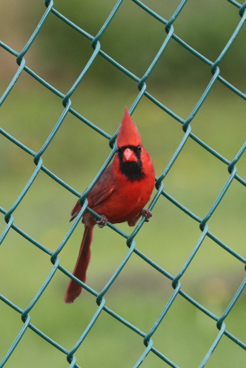 Cardinal rouge - ML570091611