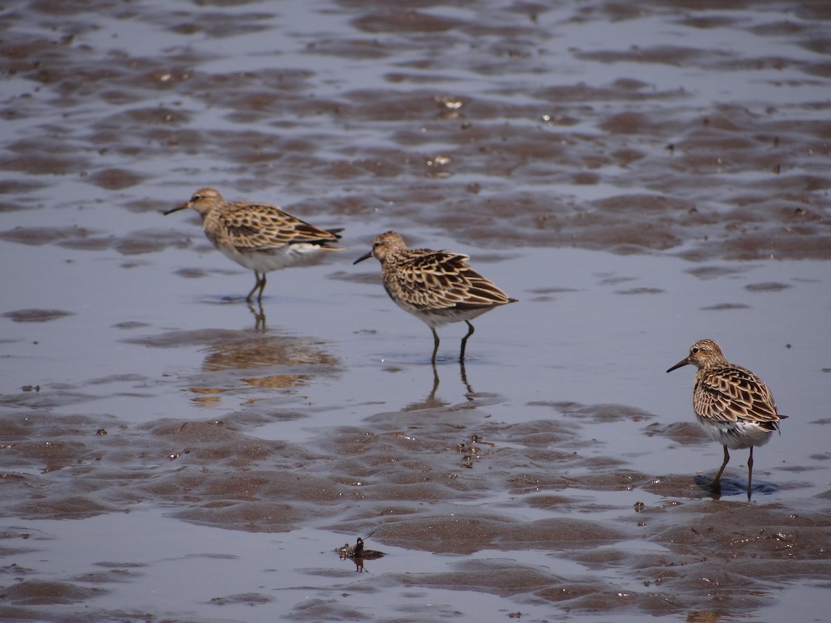 Pectoral Sandpiper - ML57009391